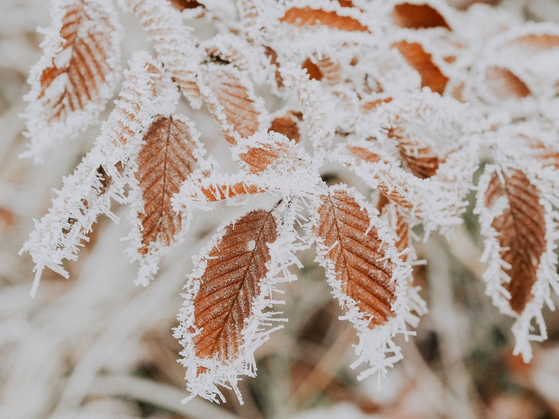 What a Caregiver Needs to Know About Preparing for Winter